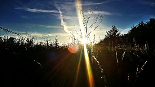 Silhouette trees in forest against sky during sunset