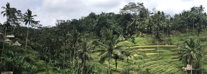 Panoramic view of palm trees on sunny day