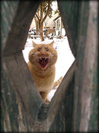 Cat meowing seen through fence in winter