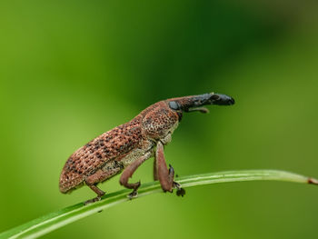 Close-up of insect on leaf