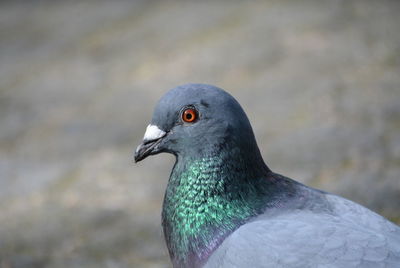 Close-up of pigeon