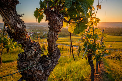 Old gnarled vine with bark in sunrise sunstar sunbeams sun