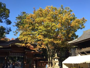 Trees in city