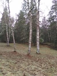 Trees in forest