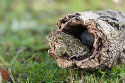 Close-up of a turtle on field