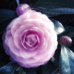 Close-up of pink rose