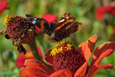 Close-up of butterfly pollinating on flower