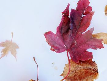 Close-up of dry maple leaf against sky