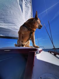 Low angle view of dog on boat