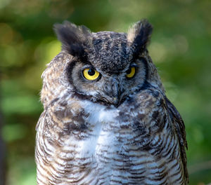 Close-up portrait of owl