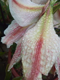 Close-up of wet flower on plant