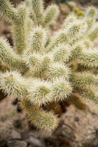 Close up detail of cholla cactus spines in desert illuminated by sun