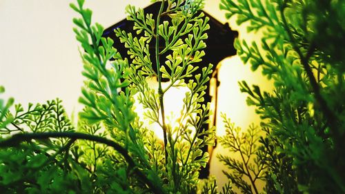 Low angle view of plants against sky