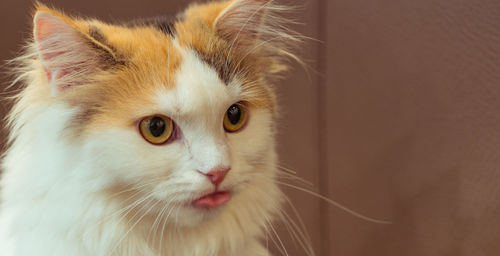 Close-up portrait of a cat