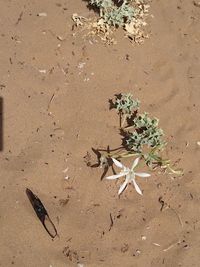 High angle view of plant on sand