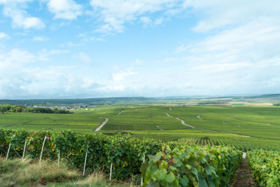 Scenic view of agricultural field against sky