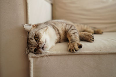 Close-up of cat lying on bed at home