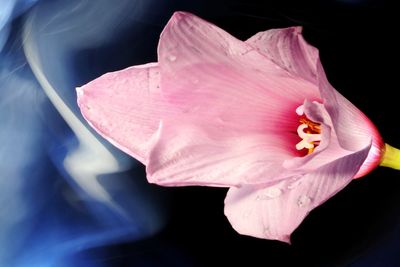 Close-up of pink rose flower against black background