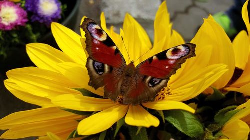 Close-up of butterfly pollinating on yellow flower