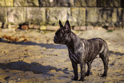 Black dog looking away