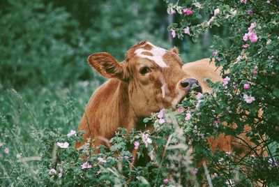 View of an animal on field