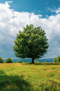 Tree on field against sky