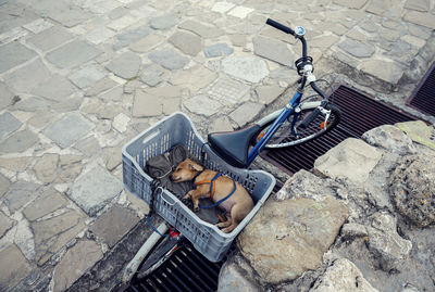 Cute little puppy with leash sleeping in a crate on a bicycle image taken from above