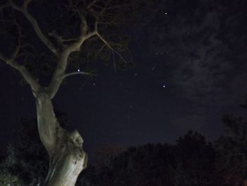 Low angle view of trees against sky at night