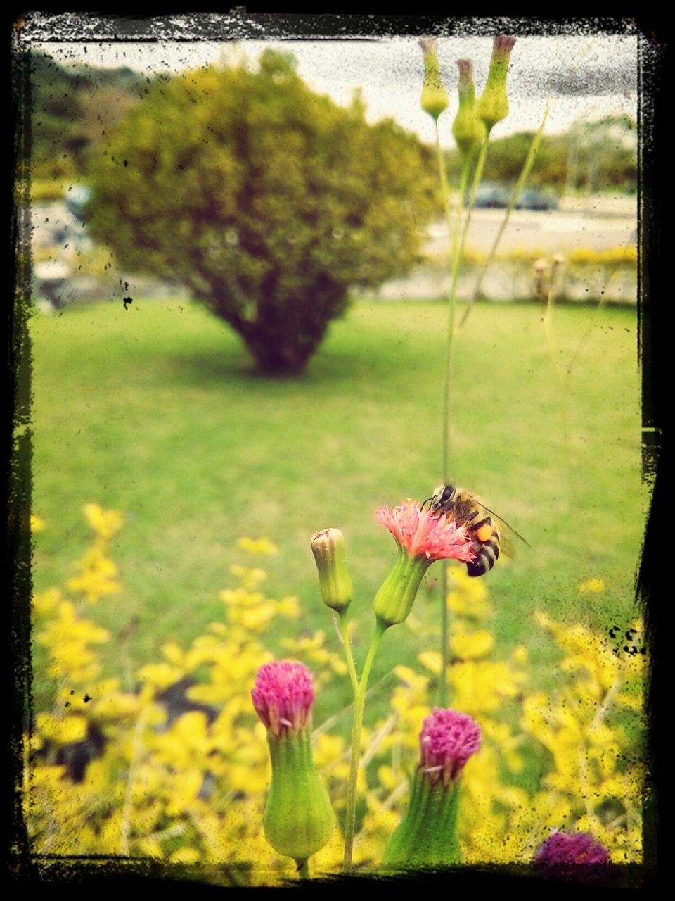 transfer print, flower, auto post production filter, growth, animal themes, freshness, plant, beauty in nature, wildlife, nature, field, animals in the wild, one animal, fragility, green color, insect, grass, blooming, focus on foreground, pink color