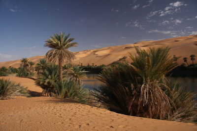 Palm trees on sand dune against sky with sahara lake oasis