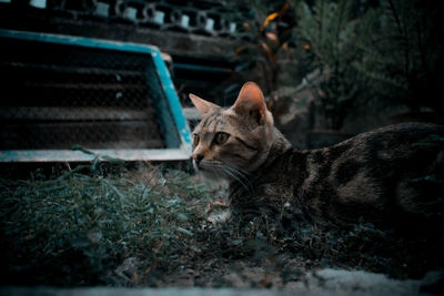 Portrait of a cat lying on land