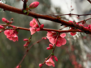 Close-up of cherry blossoms in spring