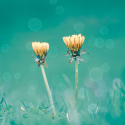 Beautiful yellow flowers in the nature in spring season