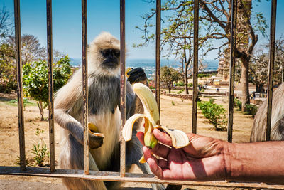 A monkey eating banana