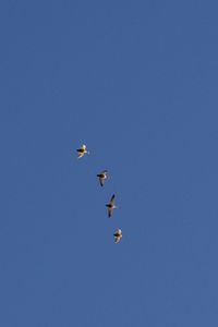 Low angle view of birds flying in the sky