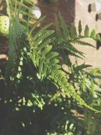 Close-up of fresh green plant