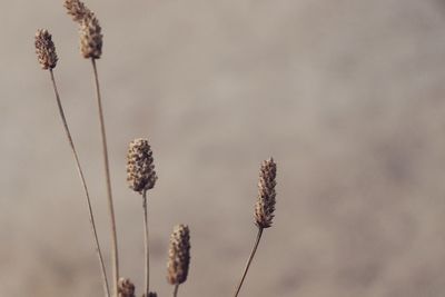 Close-up of dried plant against blurred background