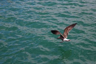 Bird flying over sea