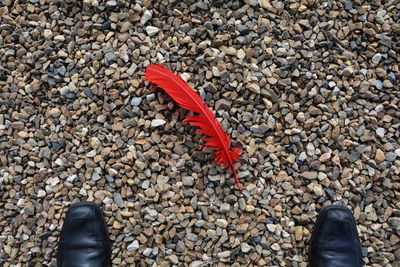 Red feather on ground