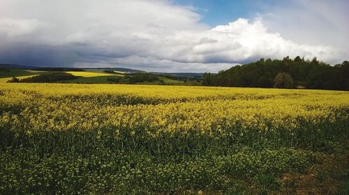 Scenic view of field against sky