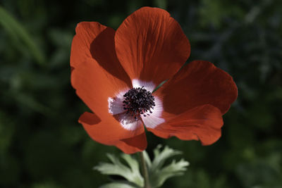 Close-up of red flower