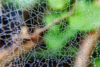 Close-up of water drops on spider web