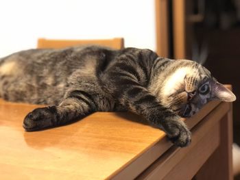 Cat lying on table at home