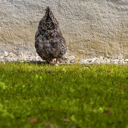 Bird perching on a field