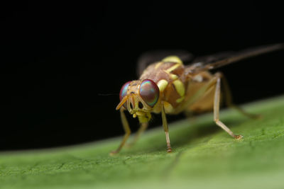 Close-up of insect on leaf