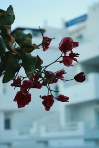 Close-up of red flowers blooming on tree against sky