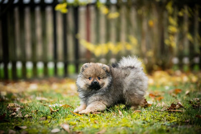 Portrait of dog on field