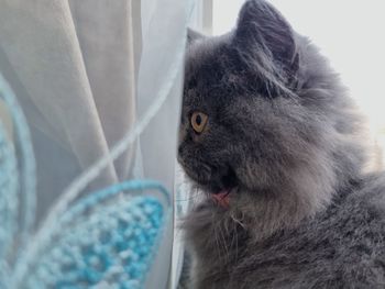 Close-up of a cat looking away