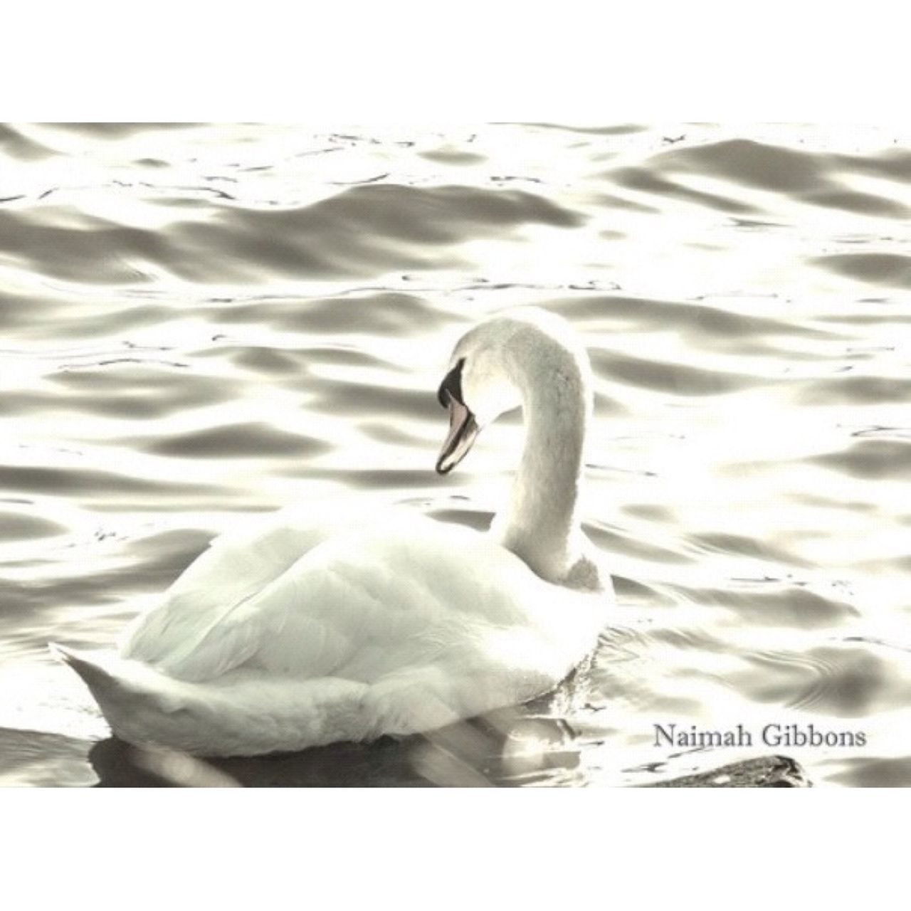 bird, animal themes, one animal, animals in the wild, wildlife, water, swan, lake, white color, waterfront, swimming, beak, nature, side view, seagull, rippled, reflection, no people, white, day