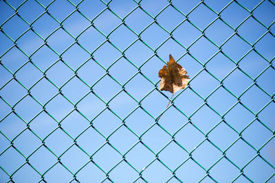 Low angle view of lizard against clear blue sky